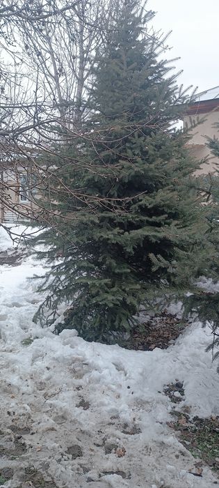 Ёлки голубые и зелёные продам