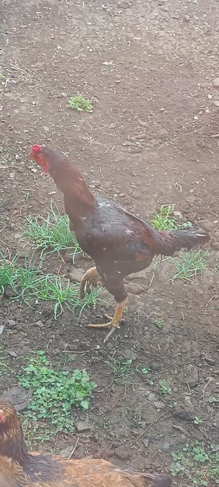 Продам дакана хорошего