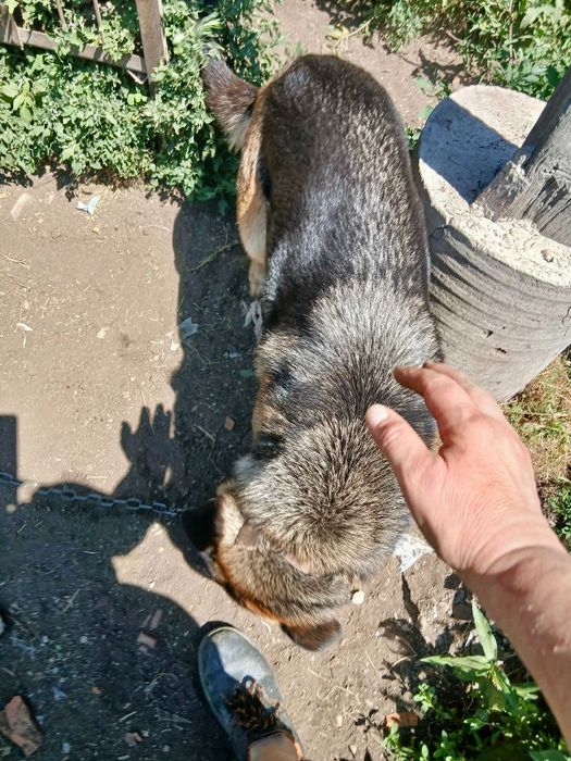 Търси дом, женска немска овчарка на 3 години