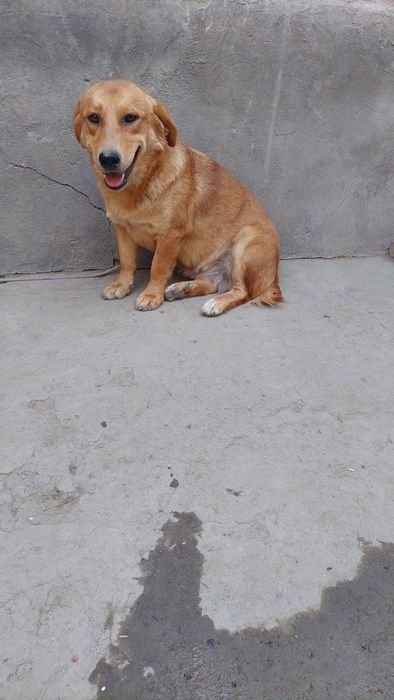 Отдам 2 собак  девочек порода смешная бесплатно.