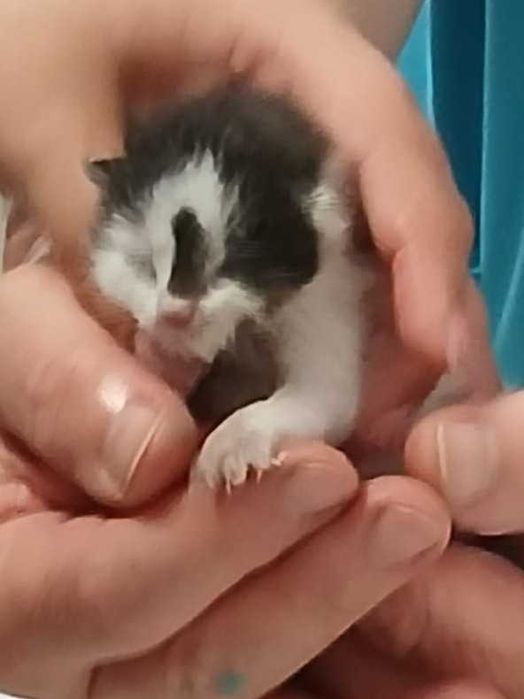 adoptie pui pisica de 1 saptamana pentru alaptare