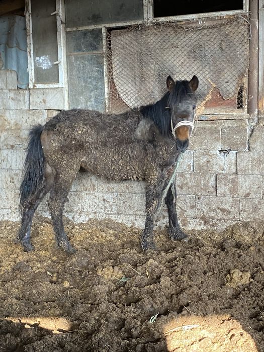 Продам или обменяю