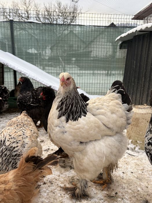 Puicuțe Brahma de Anul Trecut