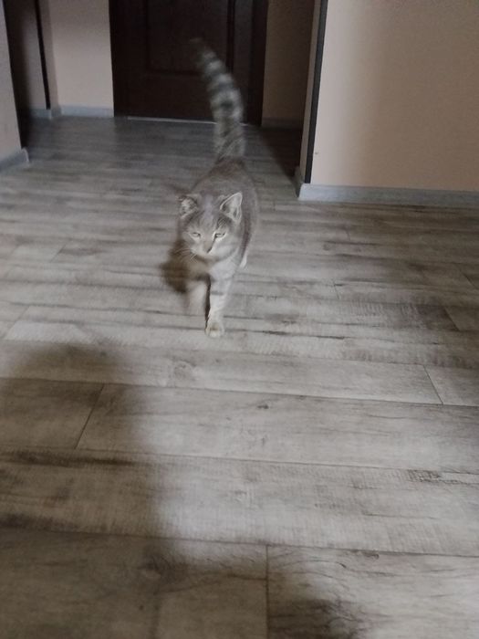 Кошка домашняя, послушная