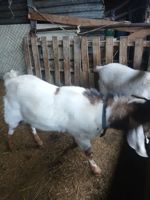 Теке коза ешки лак