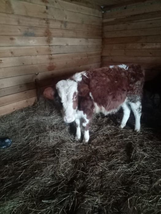 Продам бычок 9 месяц