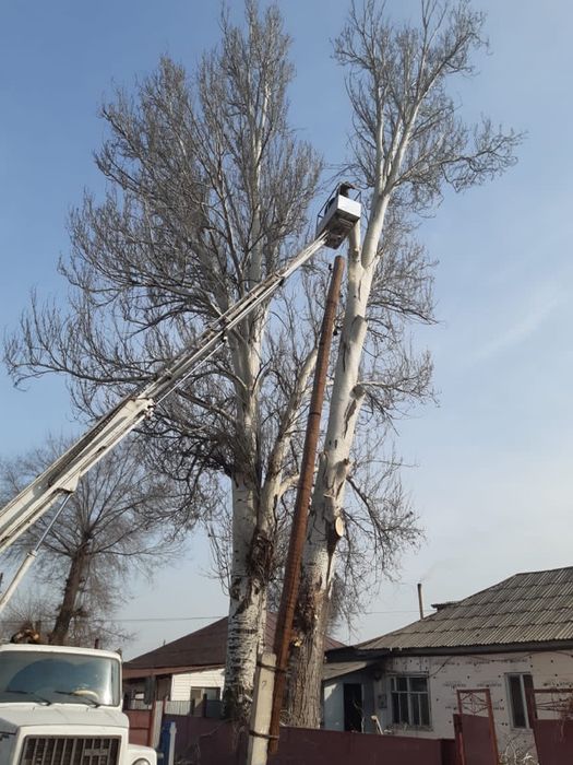 Спил, распил деревьев профессионально и не дорого. Вывоз. Верхолазы.
