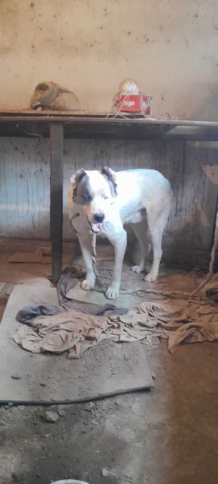 Алабай 7 месяцев кобель Алабай 7 ойлик угил бола