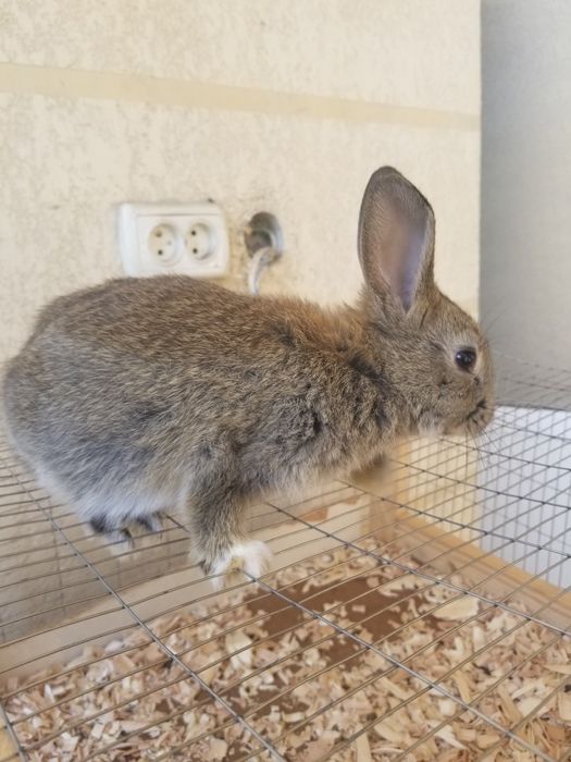 Karlik quyonlar sotiladi chiroyli damashni