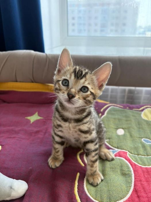 Бенгальский котёнок