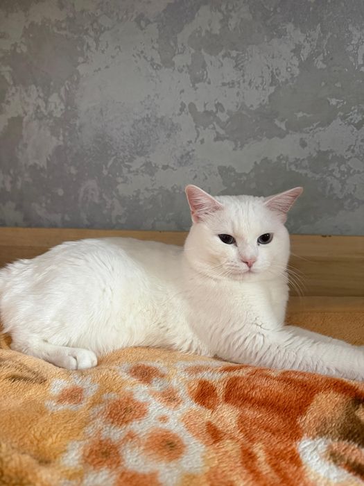 Отдам кота (британец)