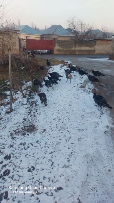 Тауықтар үйдікі үндіктер