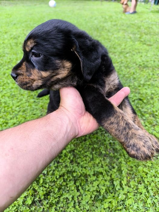 Donez căței  metis labrador
