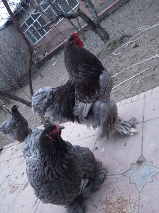 Brama zottor tovuqlar