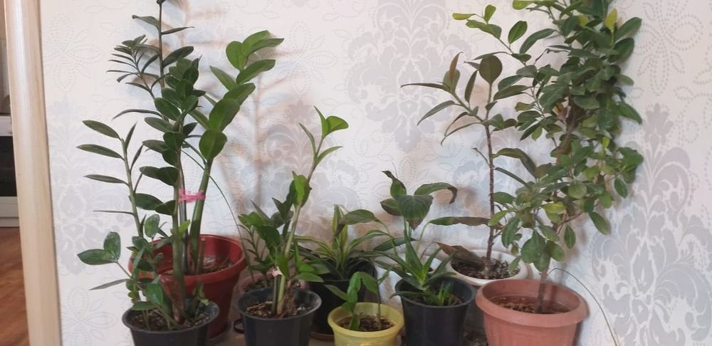Цветы комнатные разные