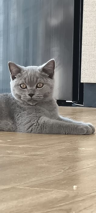 Продам Британского кота!