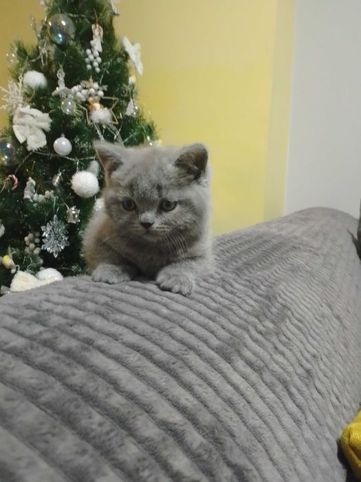 Британски принцеси