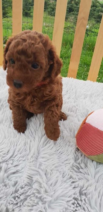 Пудел Мини кученца