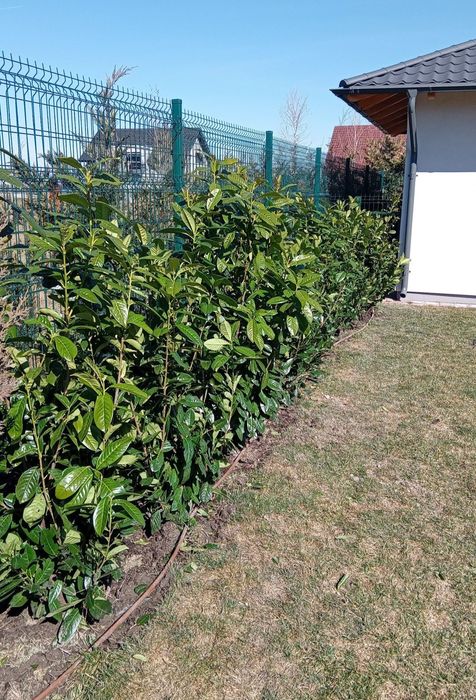 Laur englezesc photinia Red Robin leilandi