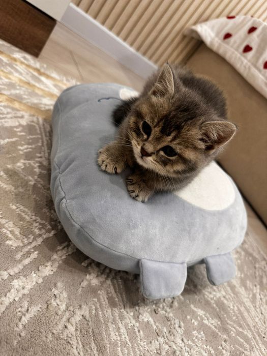 Кошка маленькая 2мес