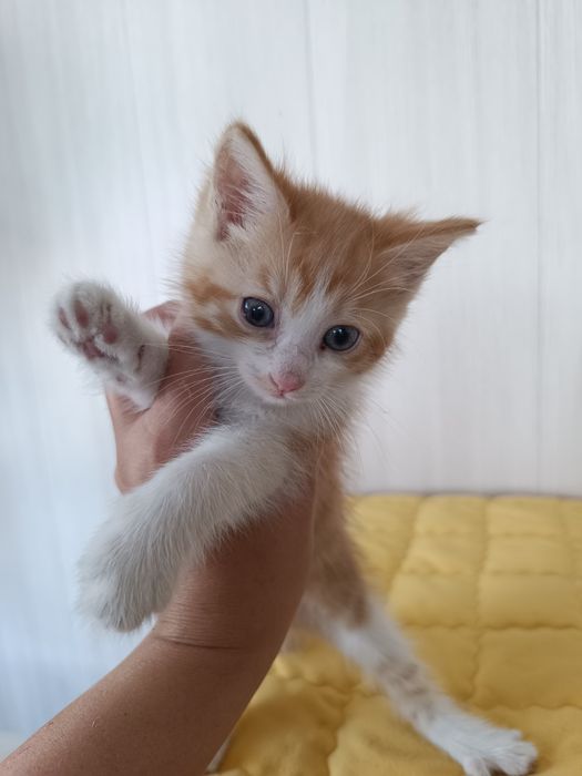 Котенок Рыжик, 2 мес