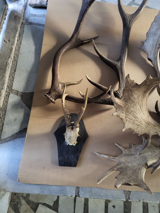 Продавам рога от срандак и лопатар