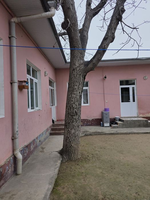 Дерево грецкий орех