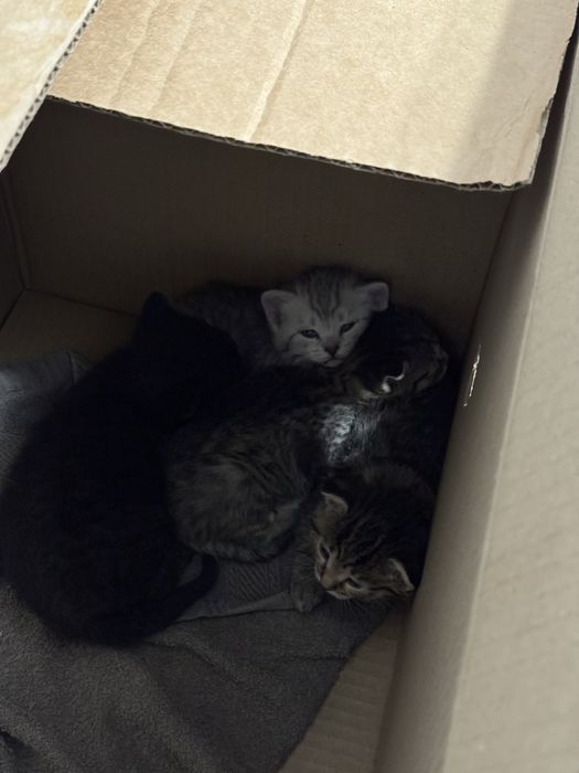 Шотландские котята