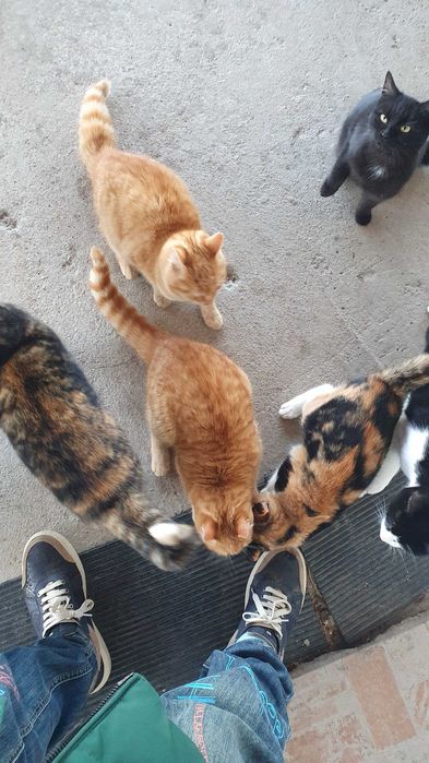 Черна котка на 6 мес. търси дом