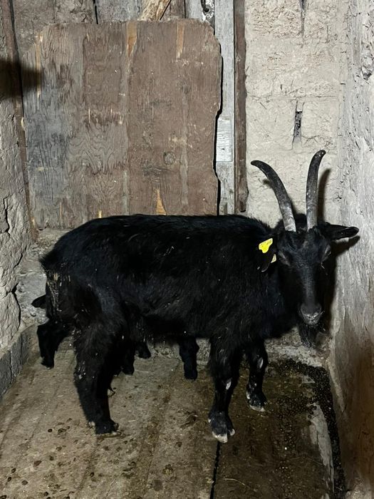 Продам козёл  кошки сатылады