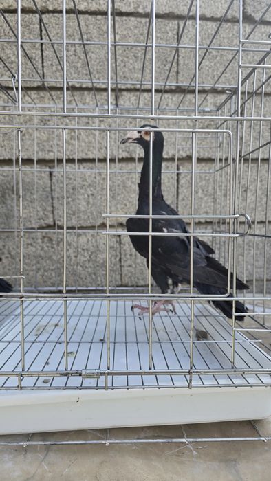 Голуби очень крупные