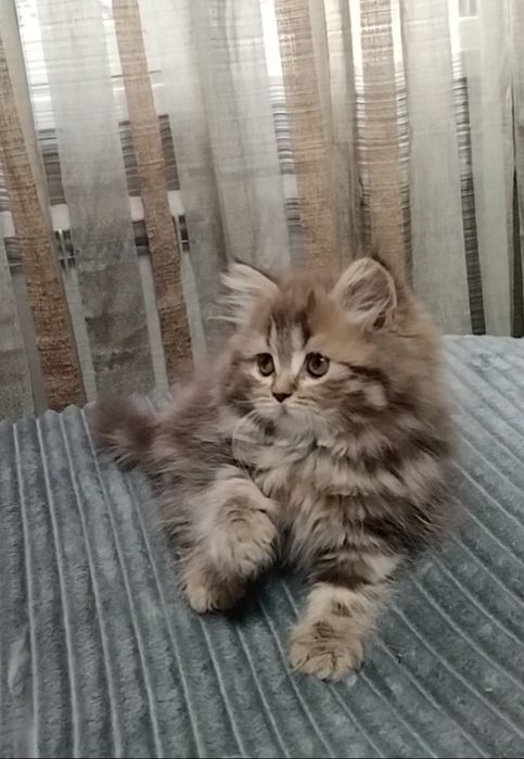 Шикарная Шотландская девочка..