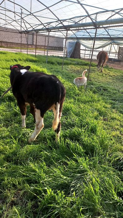 Бузок новос сотилади