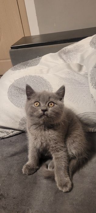 Британски котенца