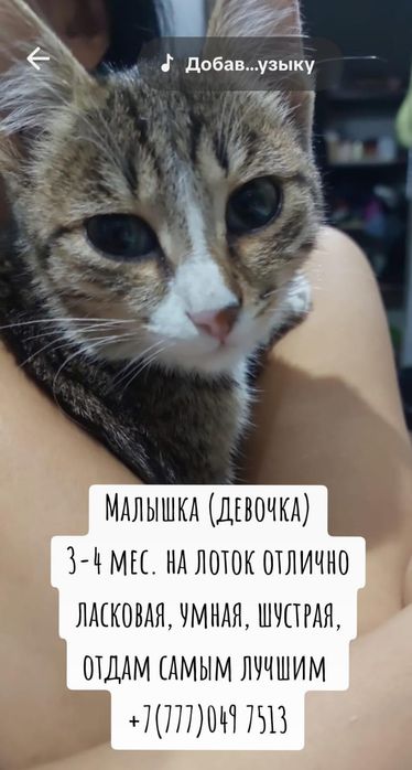 Кошки в добрые руки