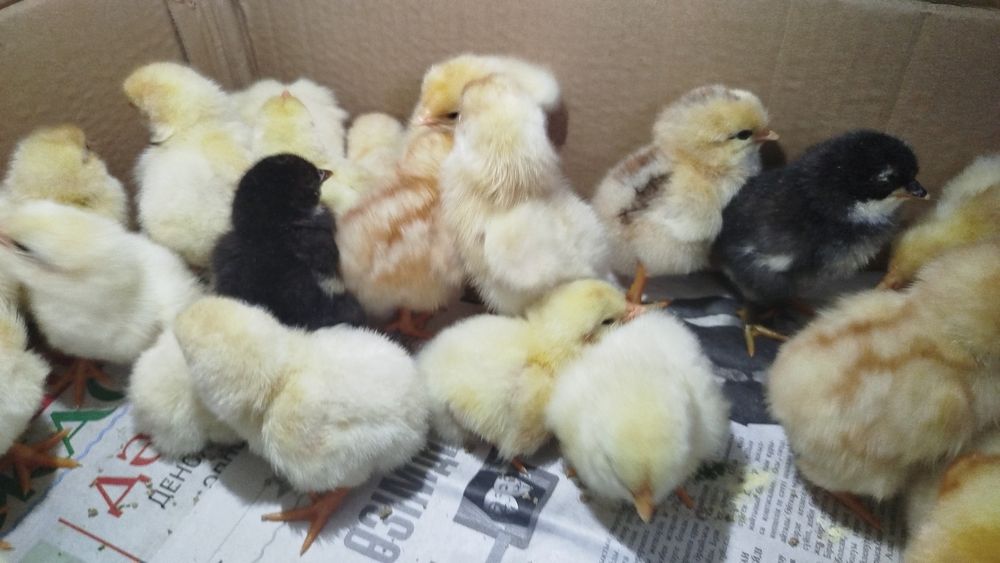 Цыплята куриные 6 дневные