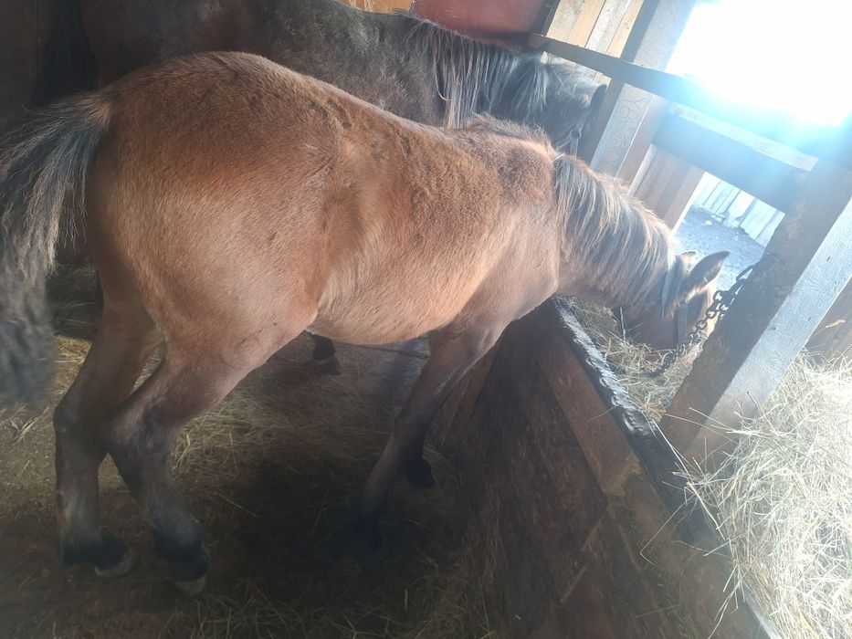 жеребёнок  еркек продам