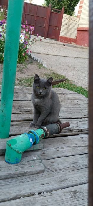 Отдам  котят бесплатно в  добрые руки