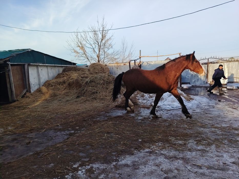 В продаже Жеребцы-Айгыры 5-6 лет