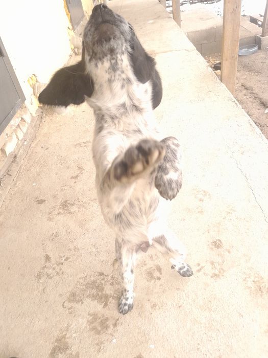 English Springer Spaniel Спаниель 

Английский спрингер-спаниель

Қысқ