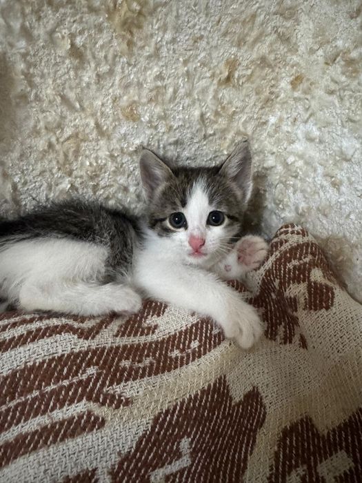 Котёнок в добрые руки, отдадим