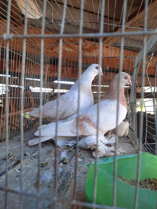 Голуби продаётся