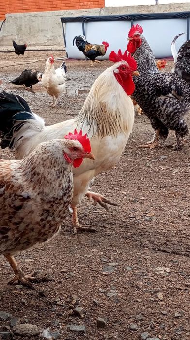 Продам домашних курей.