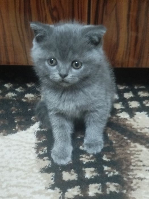 Срочно продается страйт,остался один.