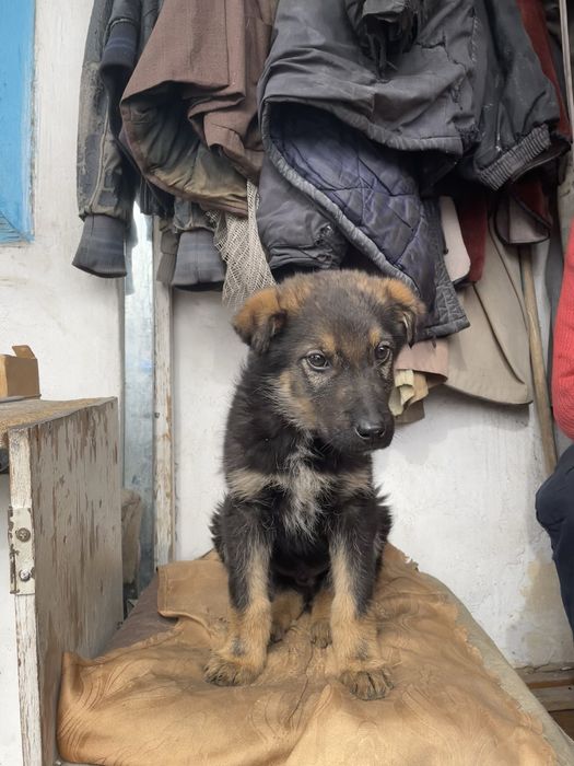 Отдам в добрые руки