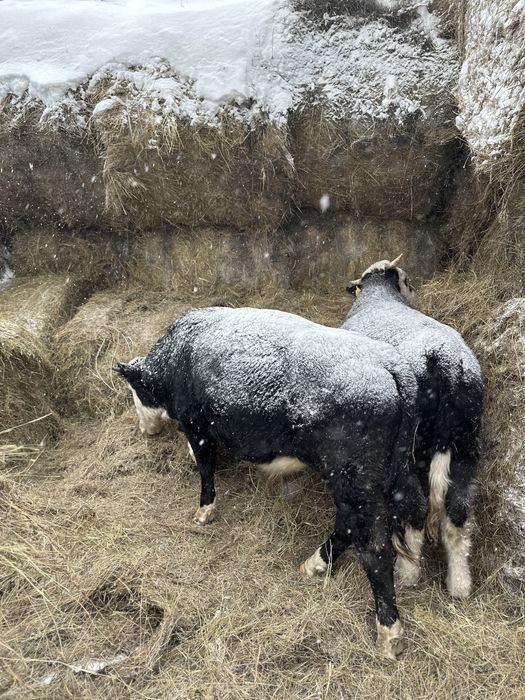 продается бычки