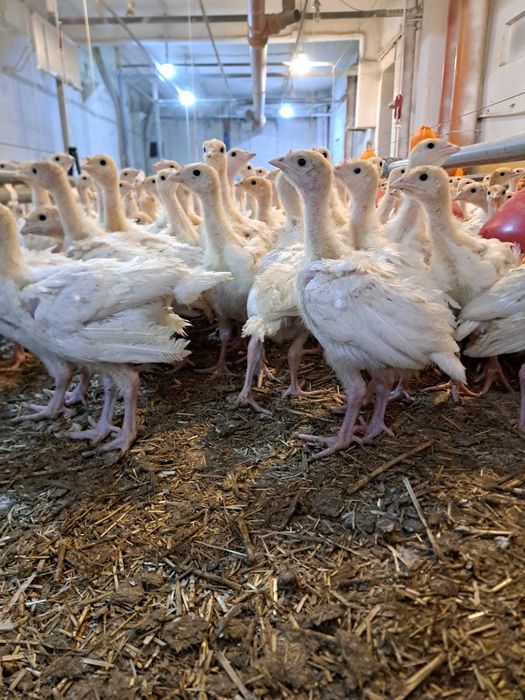 Vand curci de carne  4 saptamani, vaccinuri la zi,  1,4 kg media