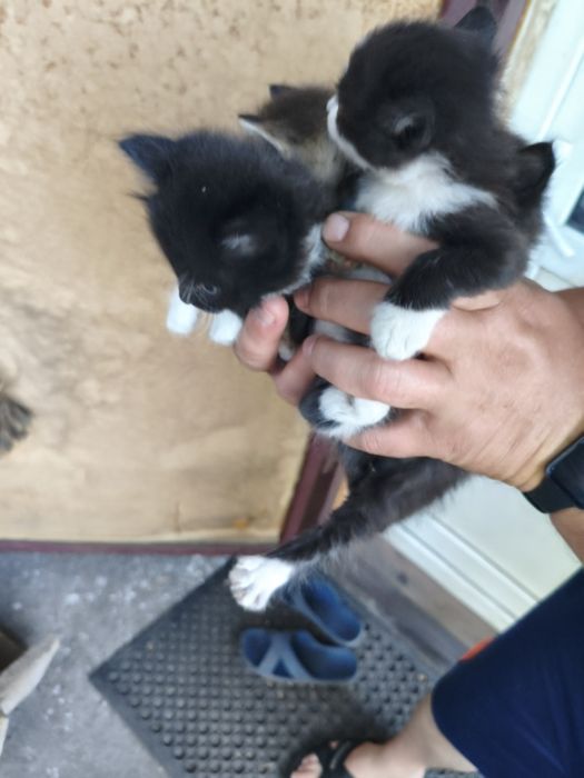 Отдадим котят, бесплатно