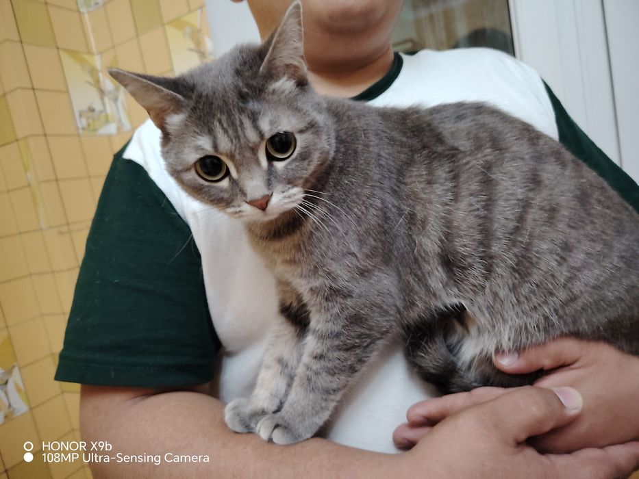 британская кошка