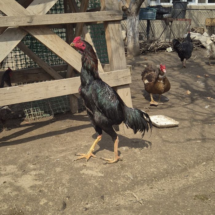 Петух бойцовый    .  .